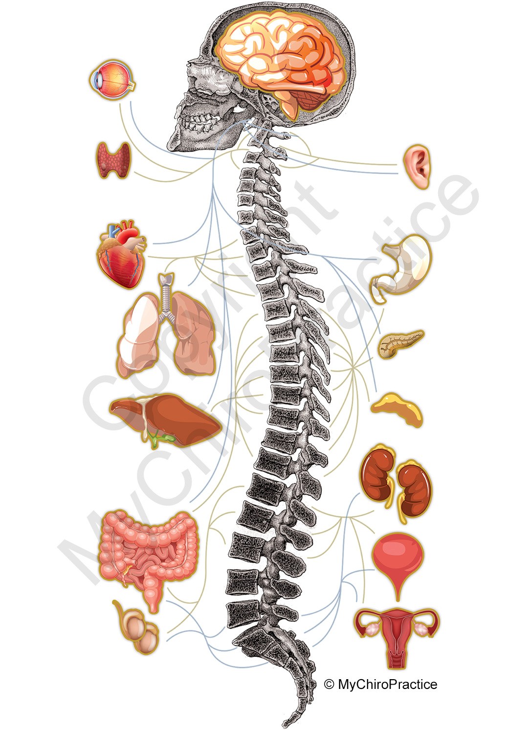MyChiroPractice Nerve, Spine, and Organ Chart